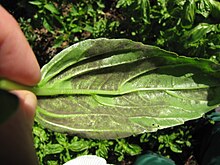 Starr-110822-8257-Ocimum basilicum-leaves and spores with basil downy mildew Peronospora belbahrii-Hawea Pl Olinda-Maui (25010116581).jpg