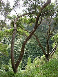 philippine acacia tree