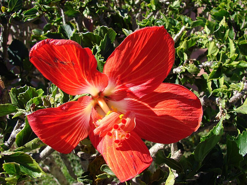 File:Starr 061223-2684 Hibiscus rosa-sinensis.jpg