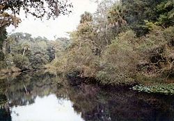 The Steinhatchee River 5 miles upriver from town is freshwater. Both of these shots were taken at the same location.