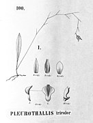 Stelis tricolor