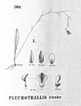 Stelis tricolor (as syn. Pleurothallis tricolor) plate 100, fig. I in: Alfred Cogniaux: Flora Brasiliensis vol. 3 pt. 4 (1893-1896) (Detail)