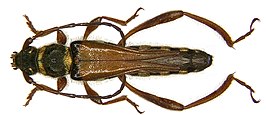 Stenopterus flavicornis