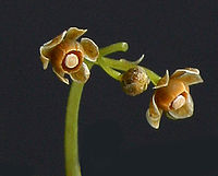 Female flowers of Stephania delavayi Stephania-delavayi Menispermaceae flowers.jpg