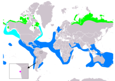 Areál chaluhy pomořanské (světle zeleně – hnízdiště, světle modře – migrace, modře – zimoviště, fialově – zatoulanci (závislost na sezóně nejasná))