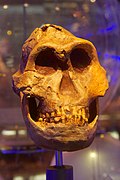 Eurydice es uno de los cráneos de P. robustus más completos del registro fósil. Paranthropus no se encuentran dentro del linaje humano.