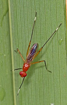 Stilt-legged Fly - Grallipeza nebulosa, Everglades National Park, Homestead, Florida.jpg