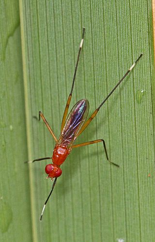 <i>Grallipeza nebulosa</i> Species of fly