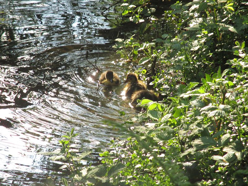 File:Stockentenküken im Raffelbergpark.jpg