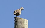 Thumbnail for File:Streptopelia decaocto - Eurasian Collared Dove 09.jpg