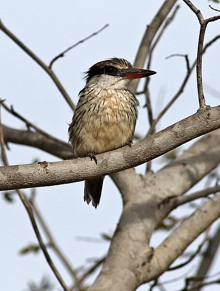 File:Striped kingfisher, Halcyon chelicuti, Chobe National Park, Botswana (31579952283).jpg