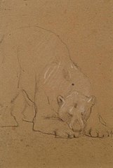Study of a  Bear - John Macallan Swan - ABDAG003762