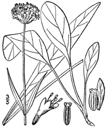 Succisella inflexa BB-1913.png