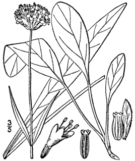 <i>Succisella</i> Genus of flowering plants in the honeysuckle family Caprifoliaceae