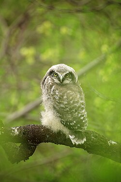 Northern hawk-owl in Abisko national park, Sweden. Photograph: Jojoo64