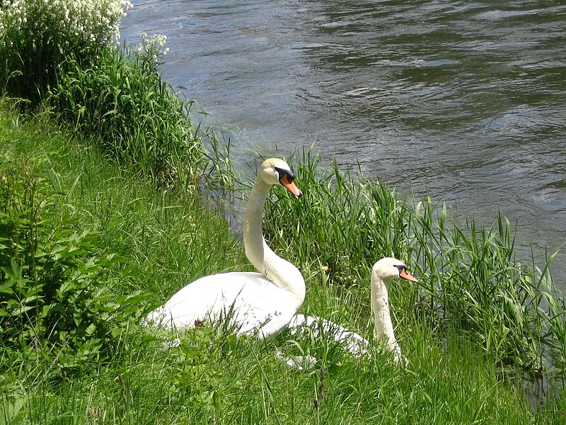 File:Swans at Danube in Sigmaringen.jpg