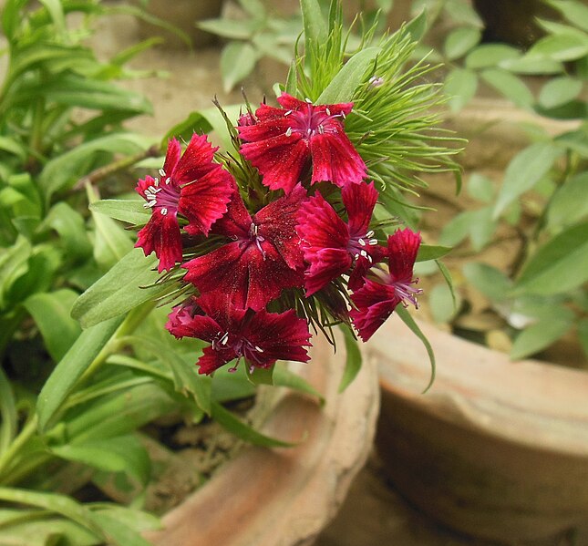 File:Sweet William-Dianthus barbatus (2).JPG