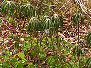 Syneilesis palmata (junge Sprossen und Blätter)