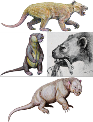 <span class="mw-page-title-main">Stylinodontidae</span> Extinct family of mammals