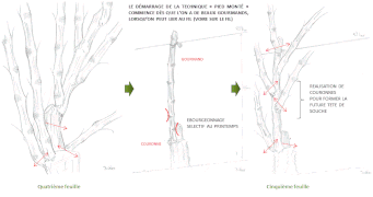 Tamaño vine vine champagne vezy 3.gif