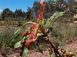 Miniatura para Taphrina deformans