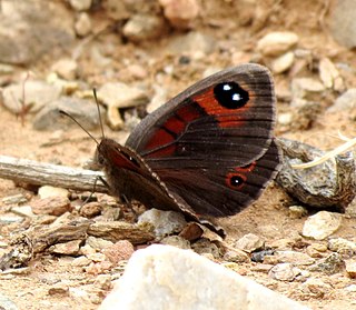 <i>Tarsocera southeyae</i> Species of butterfly