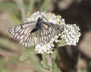 <i>Tatochila</i> Butterfly genus in family Pieridae