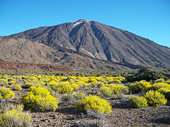El Teide rodeado de Hierba Pajonera (Descurainia bourgaeana)