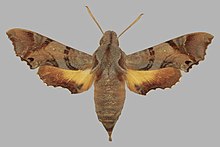 Temnora pylas, perempuan, upperside. Afrika Selatan, Grahamstown.jpg