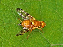 Tephritidae - Rhagoletis meigenii (female).JPG