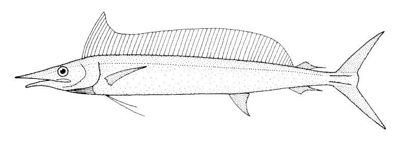 File:Tetrapturus angustirostris (Shortbill spearfish).gif