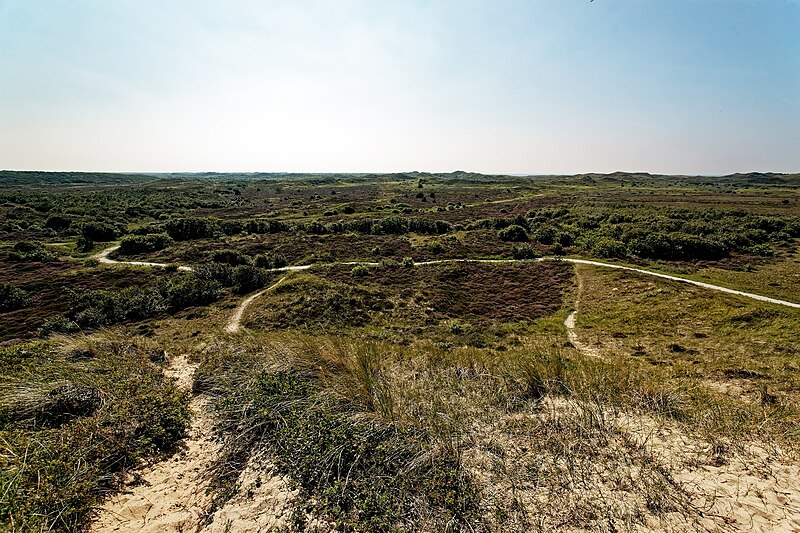 File:Texel - National Park Duinen van Texel - Bleekersvallei - Panorama View 360° on Flowering Heather, Calluna vulgaris 39.jpg