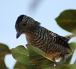 Csíkos hangyászgébics (Thamnophilus doliatus)