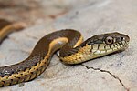 Thumbnail for Two-striped garter snake