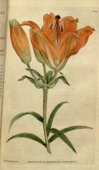 plate 36 Lilium bulbiferum Orange Lily