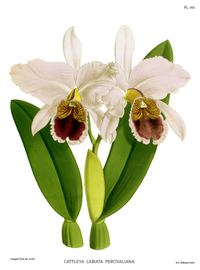 plate 144 Cattleya labiata var. percivaliana Cattleya percivaliana