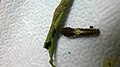 The caterpiller of Papilio demoleus (Linnaeus, 1758) – Lime Swallowtail WLB WP 20160826 11 59 55 Pro.jpg