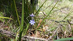 Thelymitra juncifolia habit.jpg