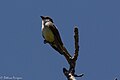 Thick-billed Kingbird Patagonia AZ 2017-05-02 10-46-05-2 (34306203591).jpg