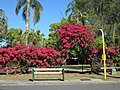 Thumbnail for Thomas Park Bougainvillea Gardens