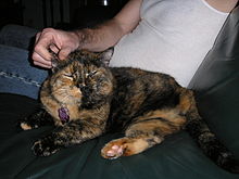 A healthy tortoise-mix cat healed and adapted quickly to her new mobility after a hind leg was amputated. ThreeLgCatD.JPG