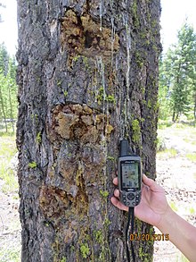 Photo of three-blazed tree, 2015 Three Blazes.jpg