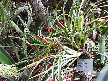 Tập_tin:Tillandsia_flabellata1.jpg