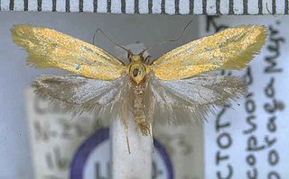 <i>Tingena oporaea</i> Species of moth, endemic to New Zealand