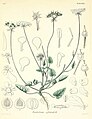 Illustration von Tordylium officinale L.