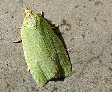 Tortrix viridana - Wikipedia