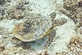 * Nomination Hawksbill sea turtle (Eretmochelys imbricata), Ras Muhammad National Park, Egypt --Poco a poco 07:57, 26 June 2022 (UTC) * Promotion  Support Good quality -- Johann Jaritz 08:05, 26 June 2022 (UTC)