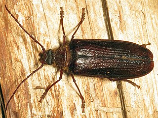 <i>Tragosoma harrisii</i> Species of beetle