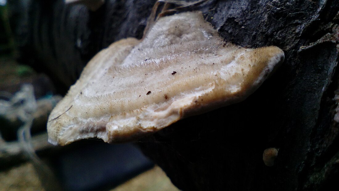 Trametes pubescens