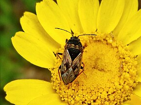 Beschrijving van de afbeelding Trapezonotus arenarius.jpg.